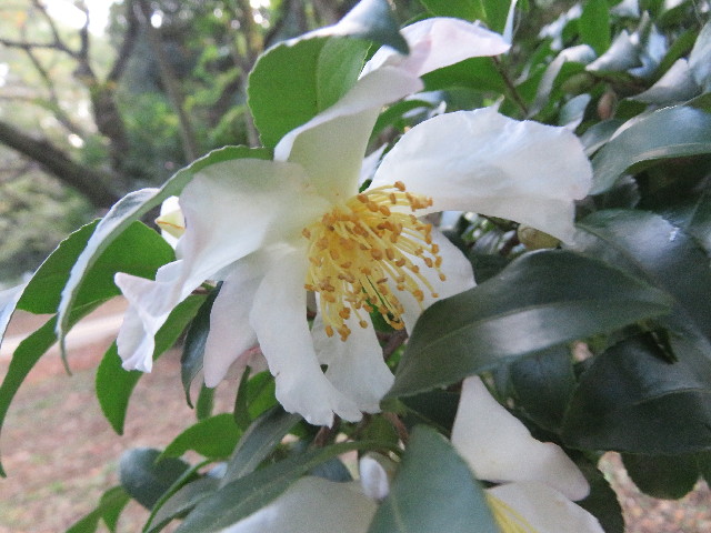 ファイル 5278-4.jpg