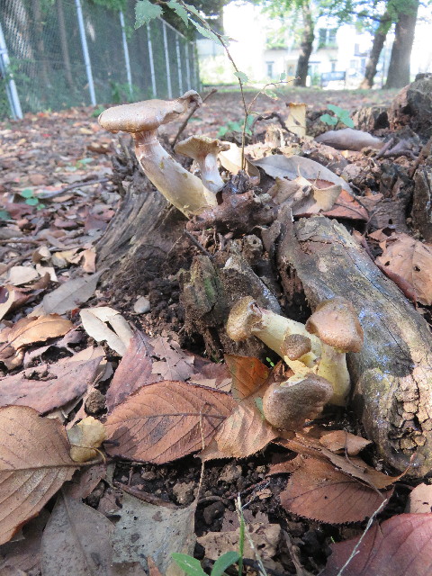 ファイル 5278-5.jpg