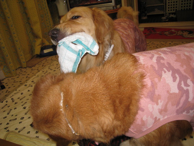 ファイル 528-5.jpg