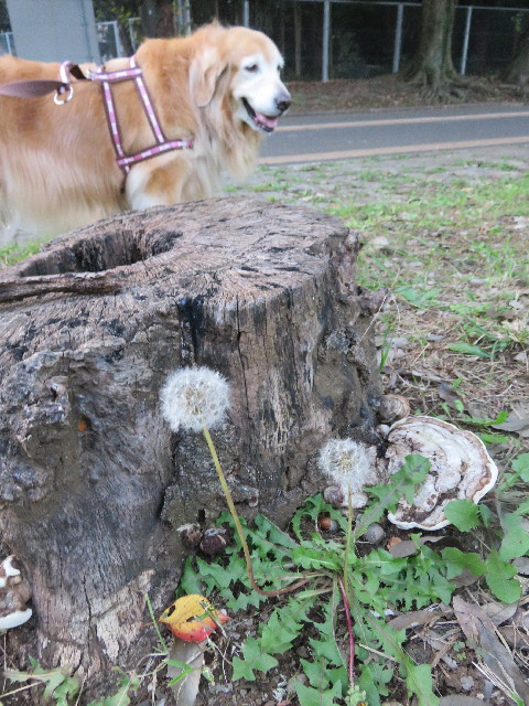 ファイル 5282-1.jpg