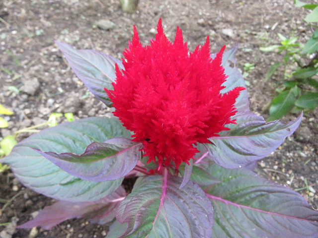 ファイル 5287-1.jpg