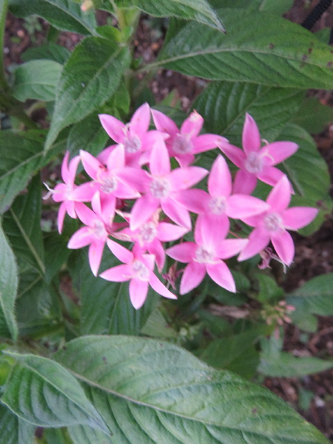 ファイル 5287-4.jpg