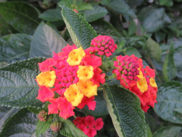 ファイル 5287-5.jpg