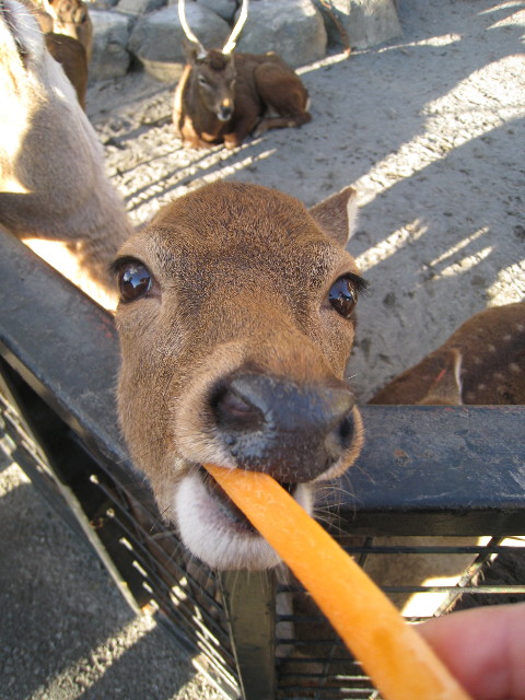 ファイル 529-3.jpg