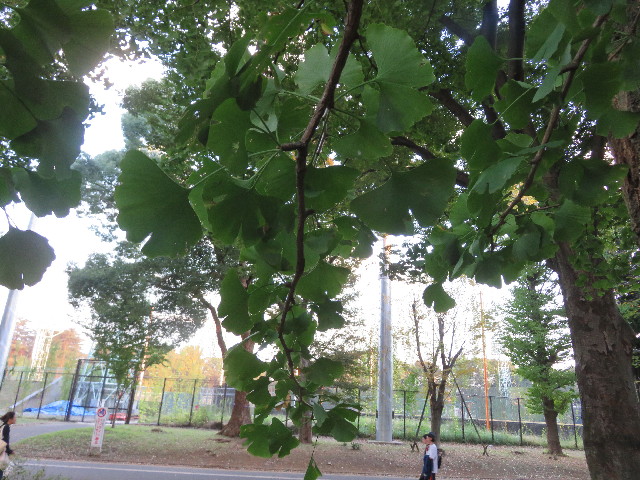 ファイル 5290-2.jpg