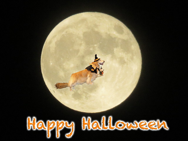 ファイル 5295-1.jpg