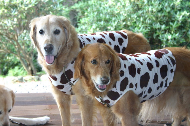 ファイル 5301-3.jpg