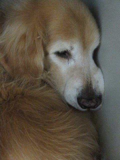 ファイル 5305-1.jpg