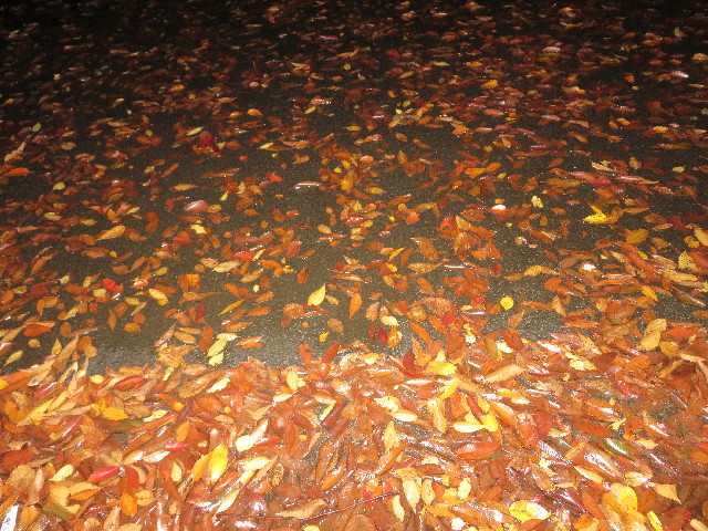 ファイル 5311-5.jpg