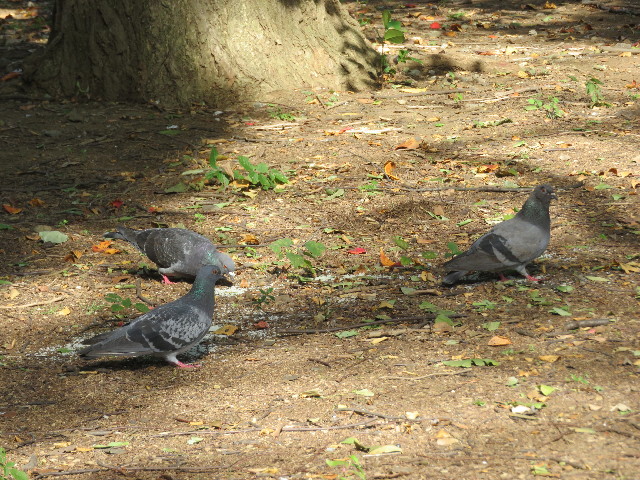 ファイル 5319-2.jpg