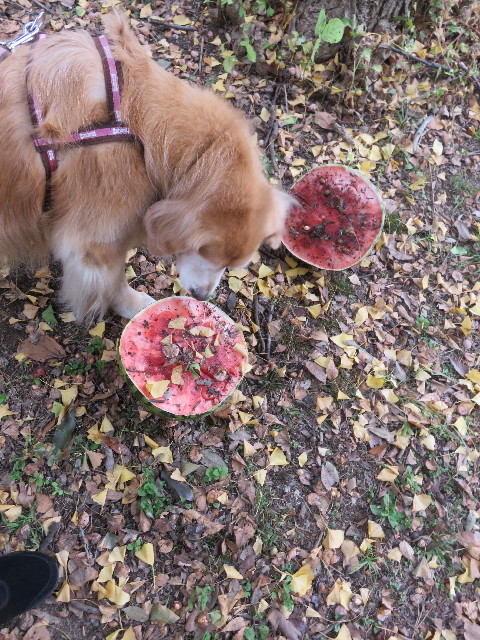 ファイル 5319-3.jpg