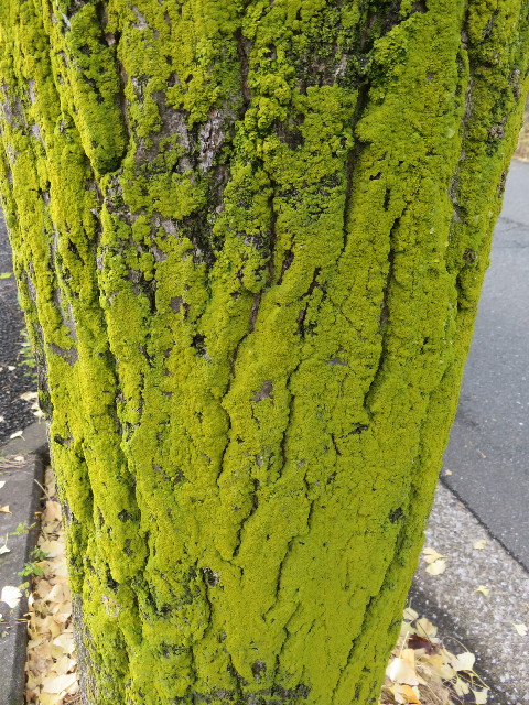 ファイル 5322-2.jpg