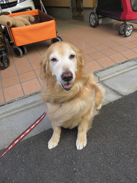 ファイル 5323-1.jpg