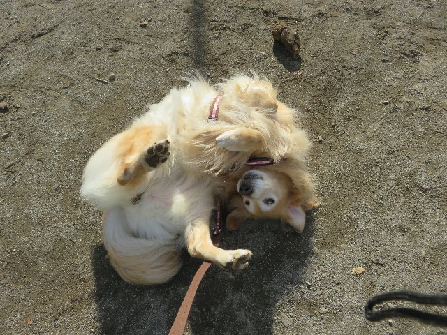 ファイル 5323-2.jpg