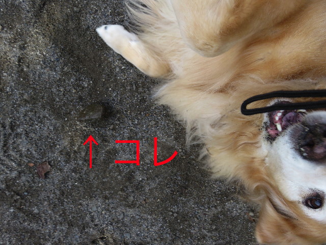 ファイル 5323-5.jpg