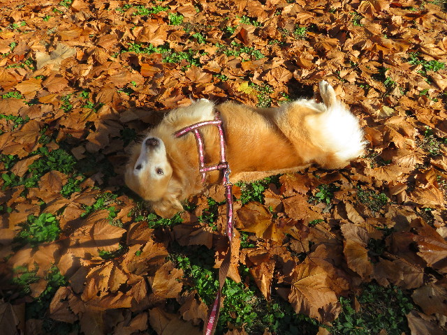 ファイル 5327-3.jpg