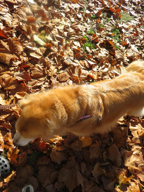 ファイル 5327-4.jpg