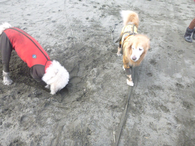 ファイル 5328-3.jpg