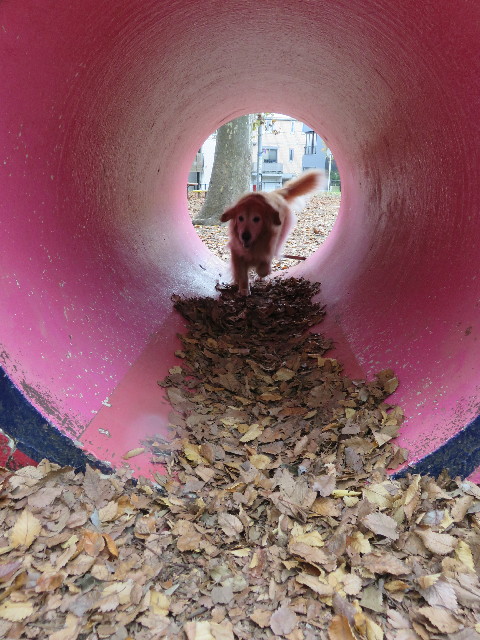 ファイル 5329-4.jpg