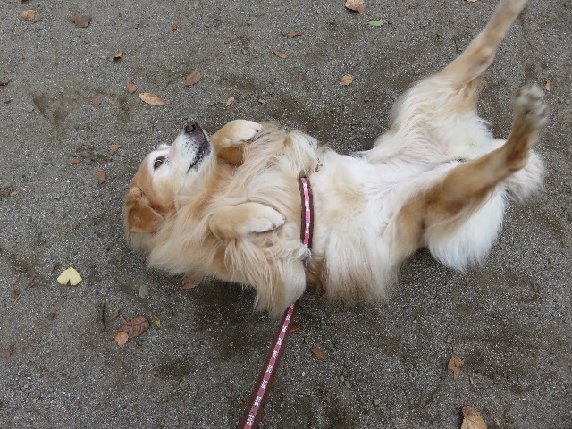 ファイル 5331-1.jpg