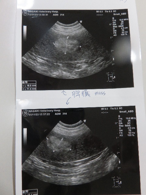 ファイル 5335-1.jpg