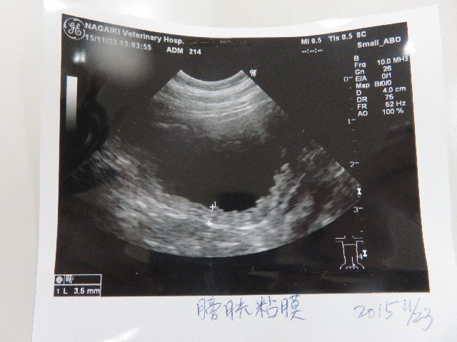 ファイル 5335-2.jpg