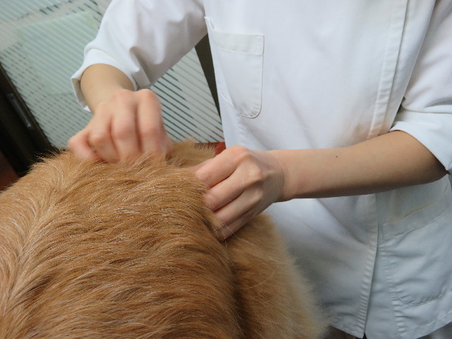 ファイル 5335-3.jpg