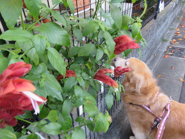 ファイル 5346-4.jpg