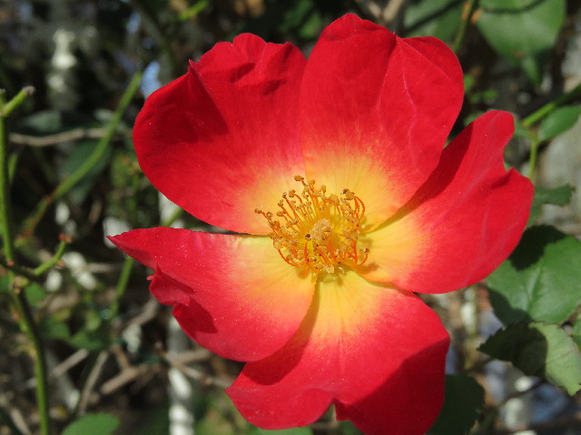 ファイル 5350-5.jpg