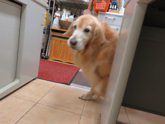 ファイル 5360-1.jpg