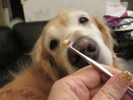 ファイル 5362-2.jpg