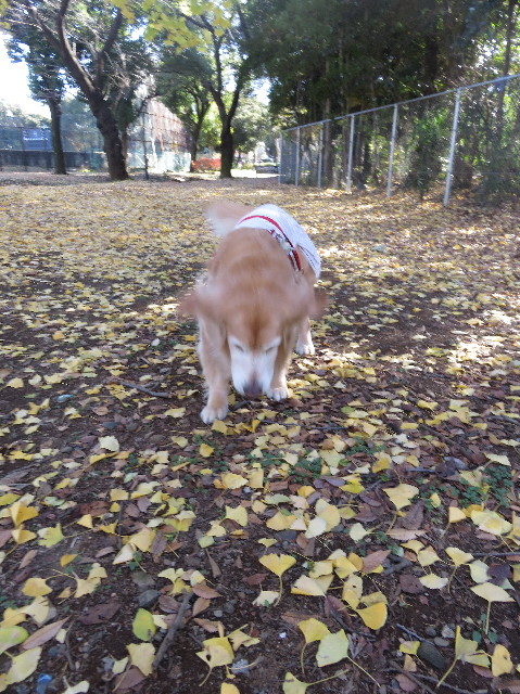 ファイル 5382-1.jpg