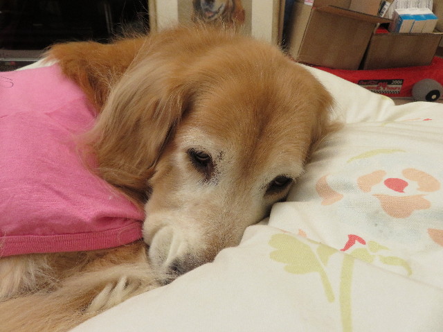 ファイル 5398-1.jpg