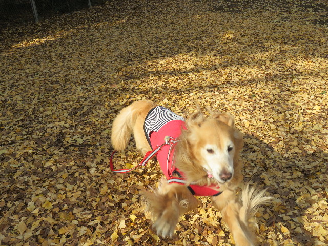 ファイル 5414-1.jpg