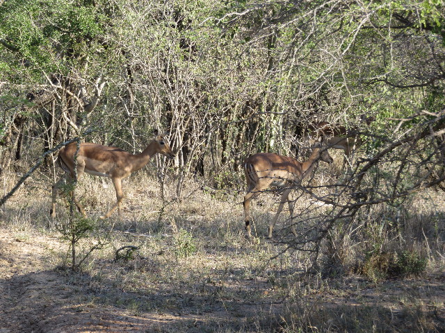 ファイル 5435-4.jpg