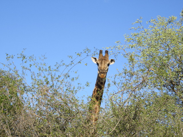 ファイル 5436-2.jpg