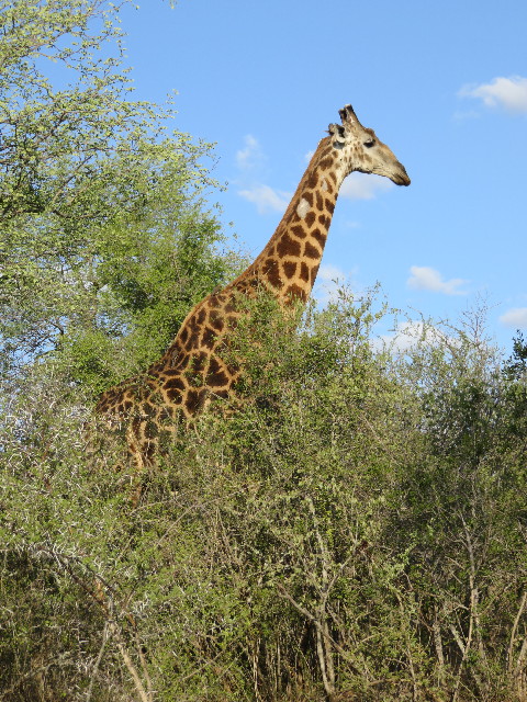 ファイル 5436-5.jpg