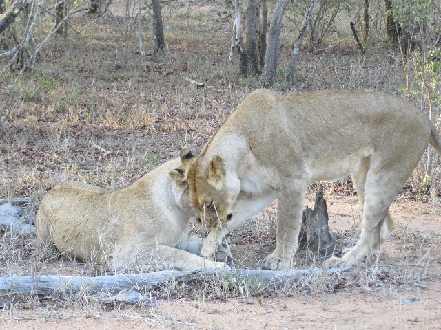 ファイル 5442-3.jpg