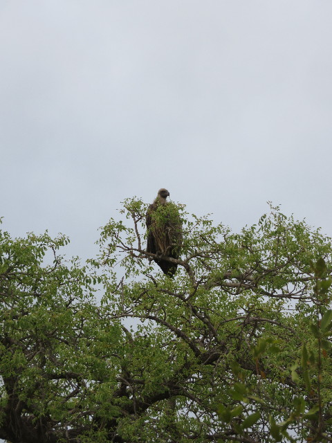 ファイル 5450-3.jpg