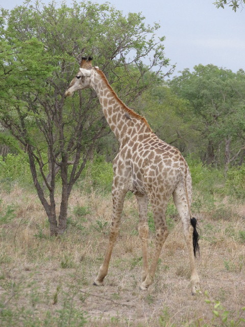 ファイル 5451-1.jpg