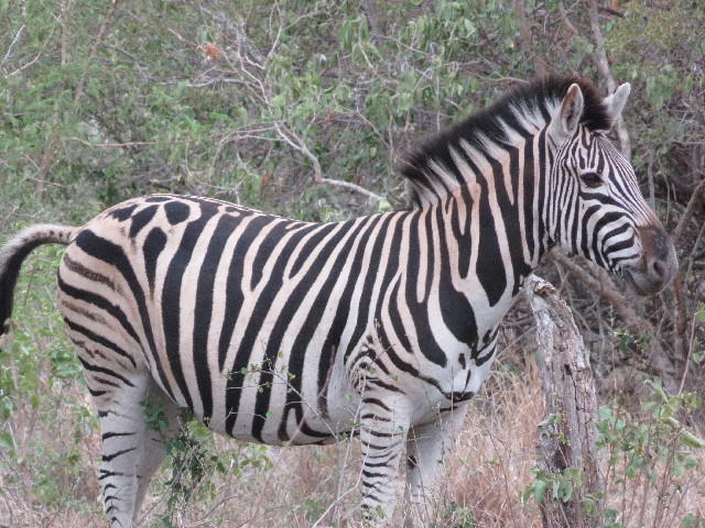 ファイル 5451-4.jpg