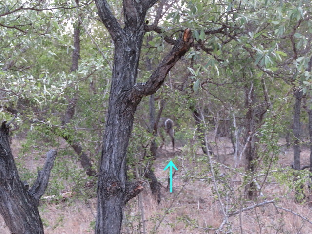 ファイル 5452-1.jpg