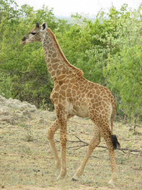 ファイル 5453-3.jpg