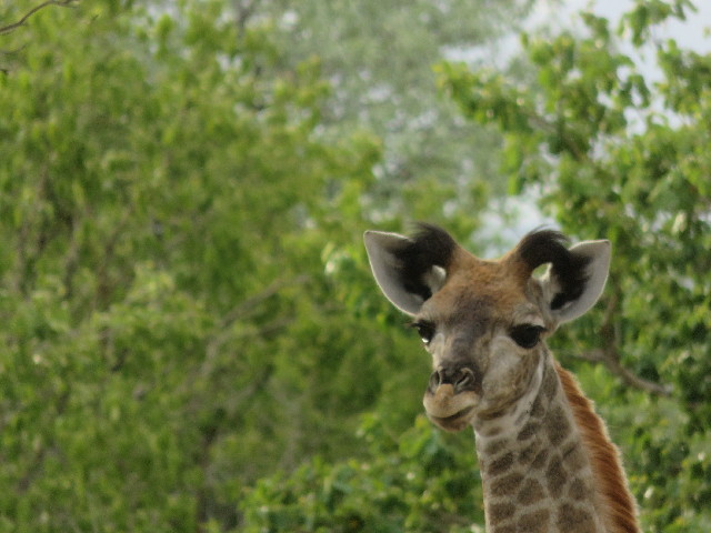 ファイル 5453-4.jpg