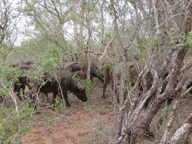 ファイル 5458-3.jpg