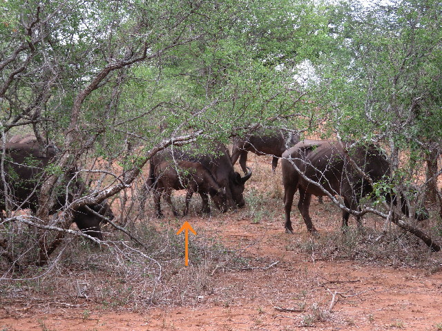 ファイル 5458-5.jpg