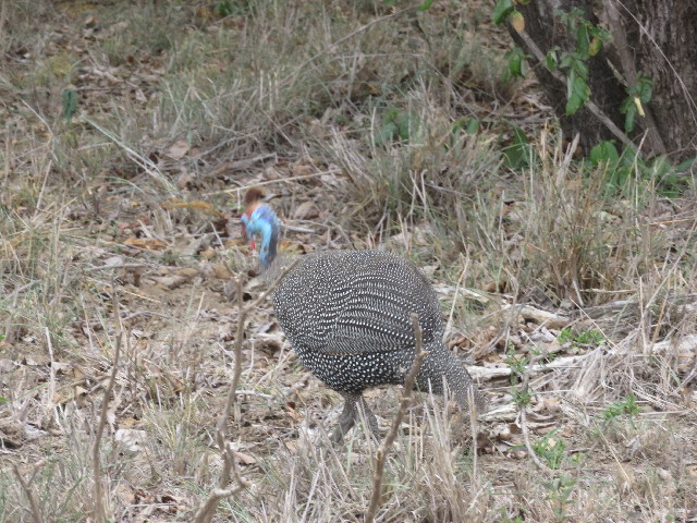 ファイル 5461-1.jpg