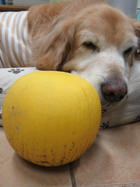 ファイル 5475-5.jpg