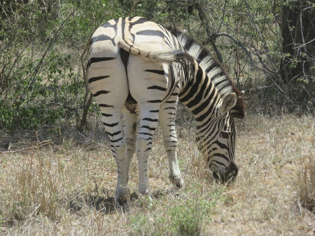 ファイル 5480-2.jpg