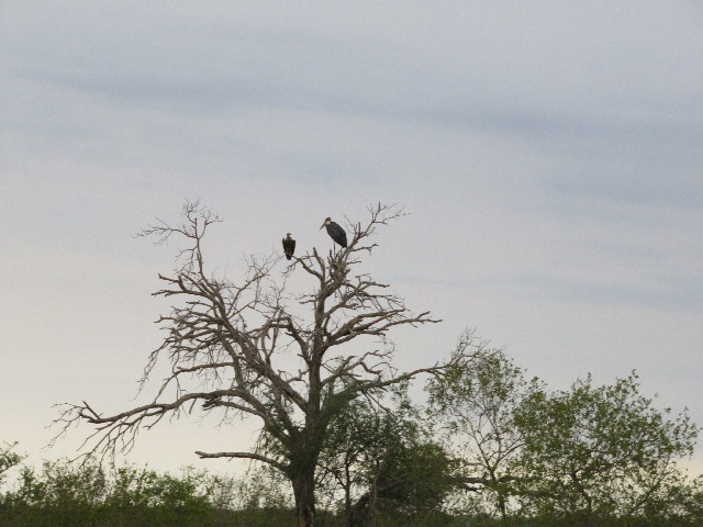 ファイル 5485-1.jpg